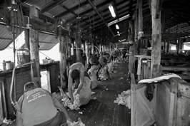 Steam Plains Shearing 022739  © Claire Parks Photography 
